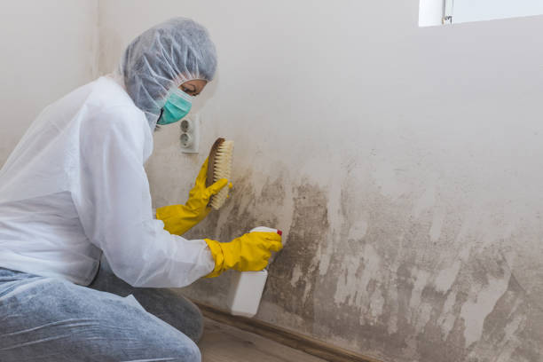 Best Attic Mold Removal  in Jarrettsville, MD