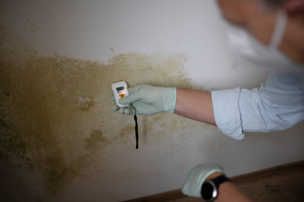 Best Residential Mold Removal  in Jarrettsville, MD