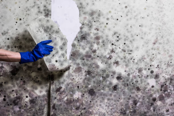 Best Office Mold Removal Services  in Jarrettsville, MD